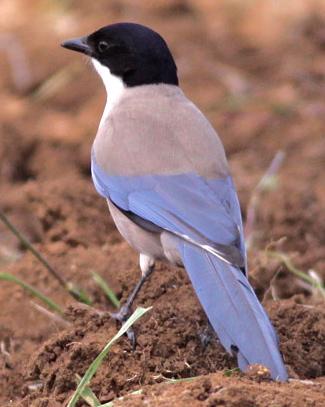 Iberian Magpie Photo by Stephen Daly