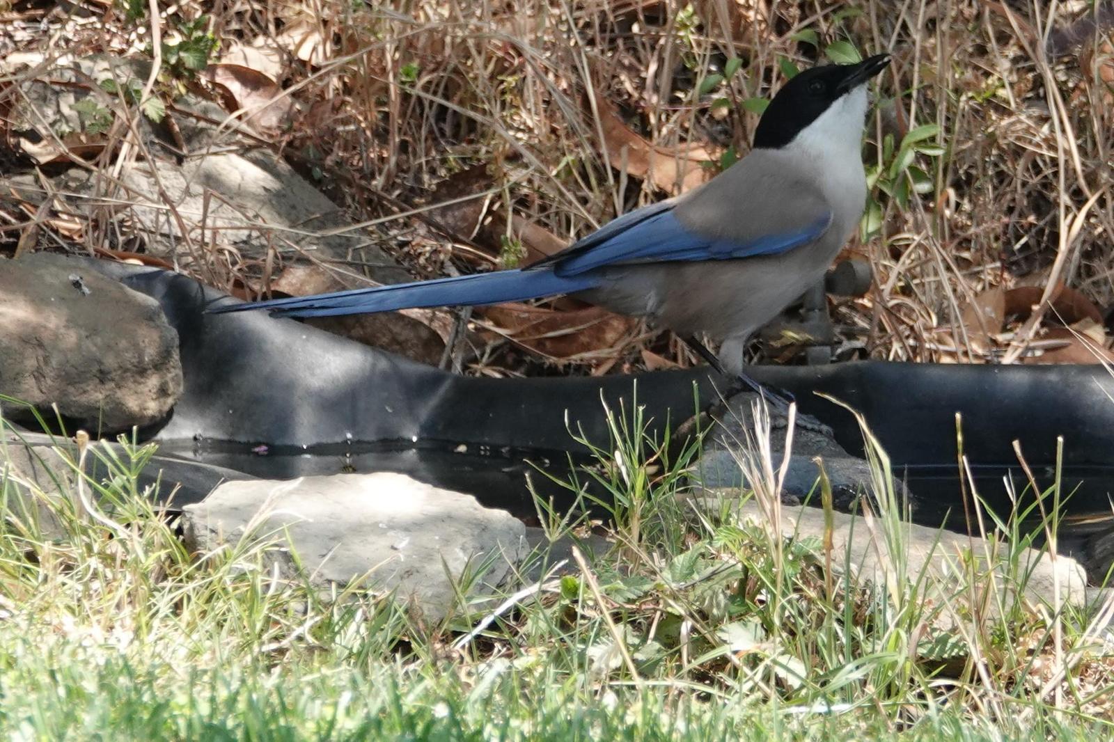 Iberian Magpie Photo by Bonnie Clarfield-Bylin