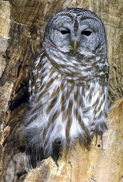 Barred Owl (Northern) Photo by Dan Tallman