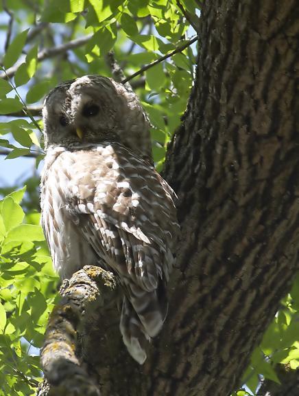 Barred Owl (Northern) Photo by Dan Tallman