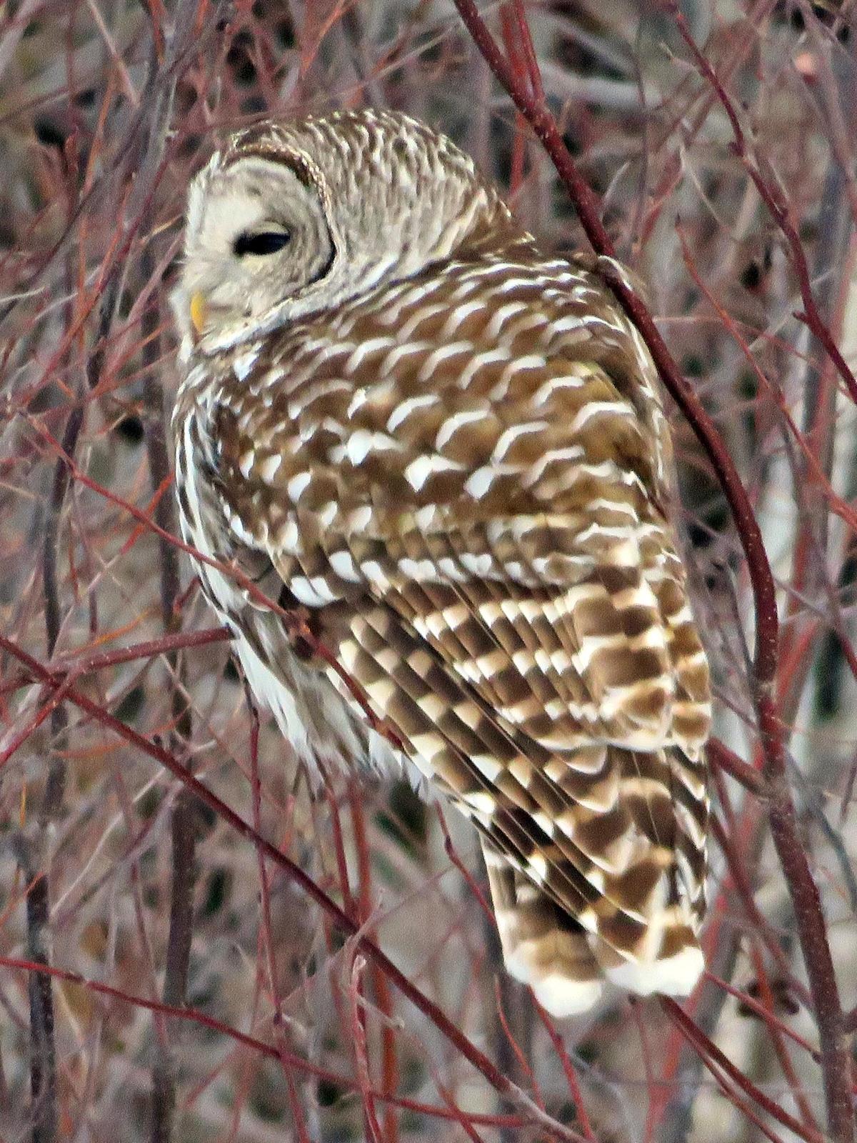 Barred Owl (Northern) Photo by Bob Neugebauer