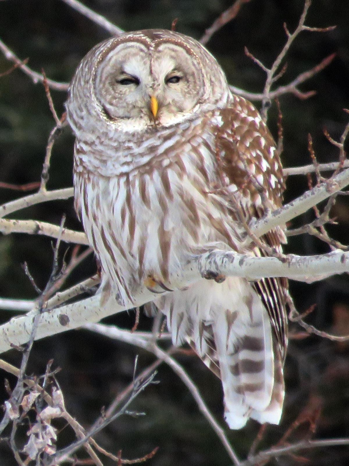 Barred Owl (Northern) Photo by Bob Neugebauer