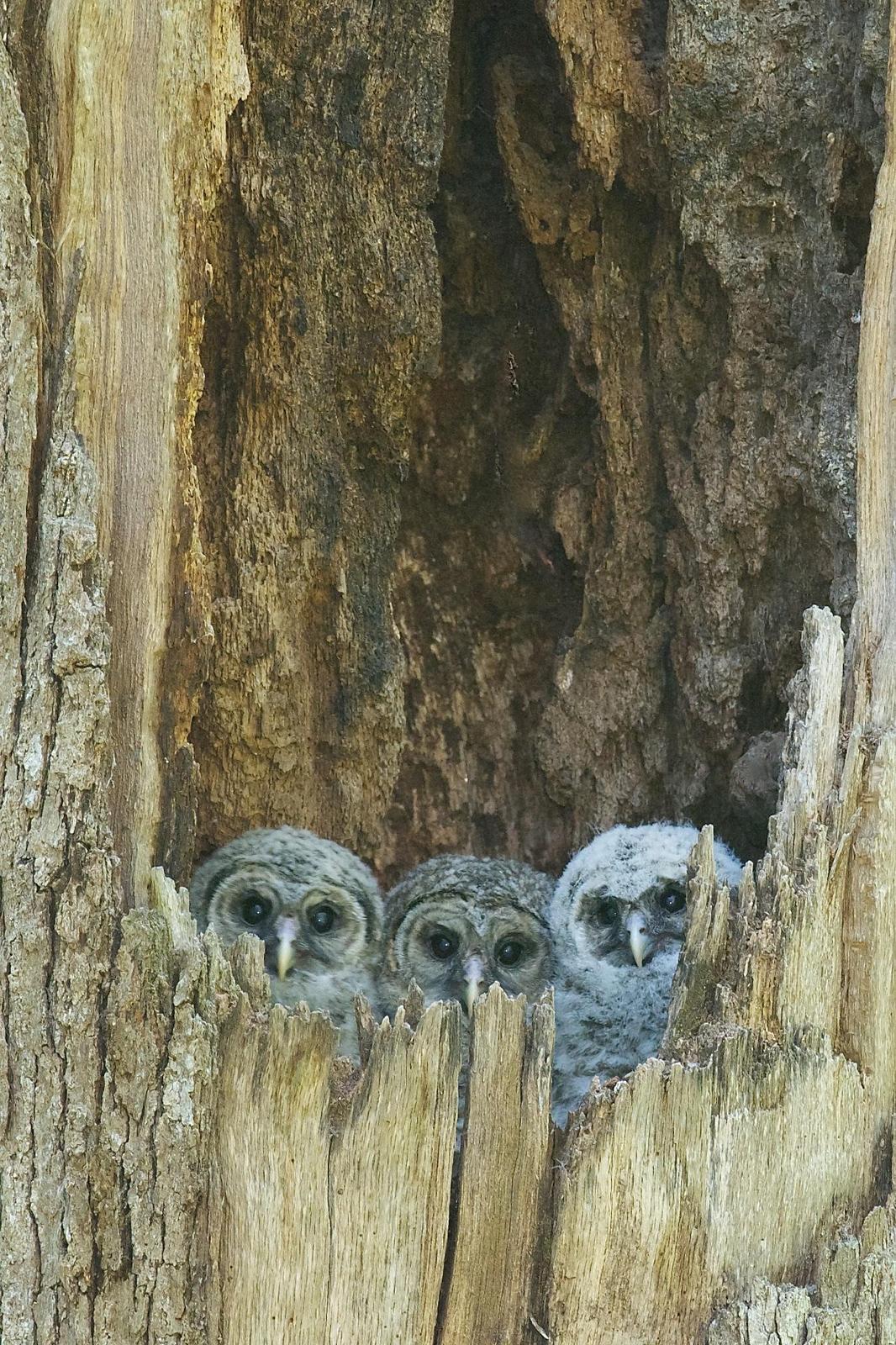 Barred Owl (Northern) Photo by David Kilpatrick