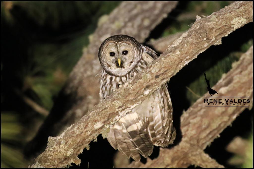 Barred Owl (Cinereous) Photo by Rene Valdes