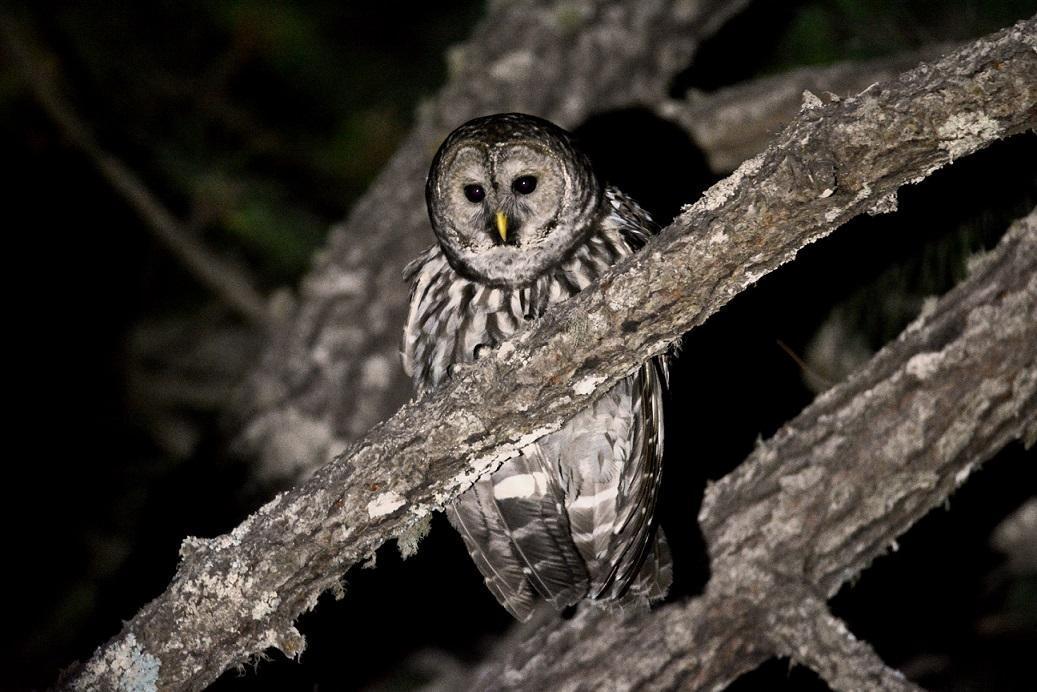 Barred Owl (Cinereous) Photo by Gustavo Fernandez