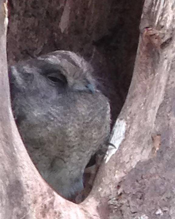 Barred Owlet-nightjar Photo by Lizabeth Southworth