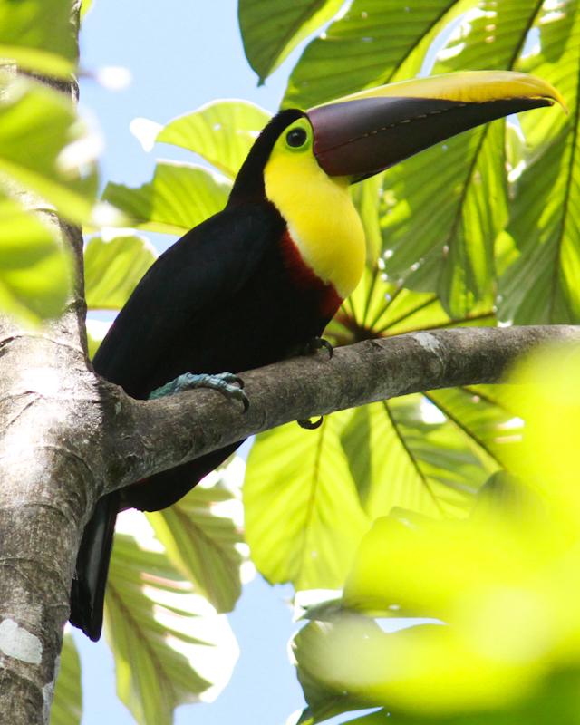 Yellow-throated Toucan Photo by Cody Conway
