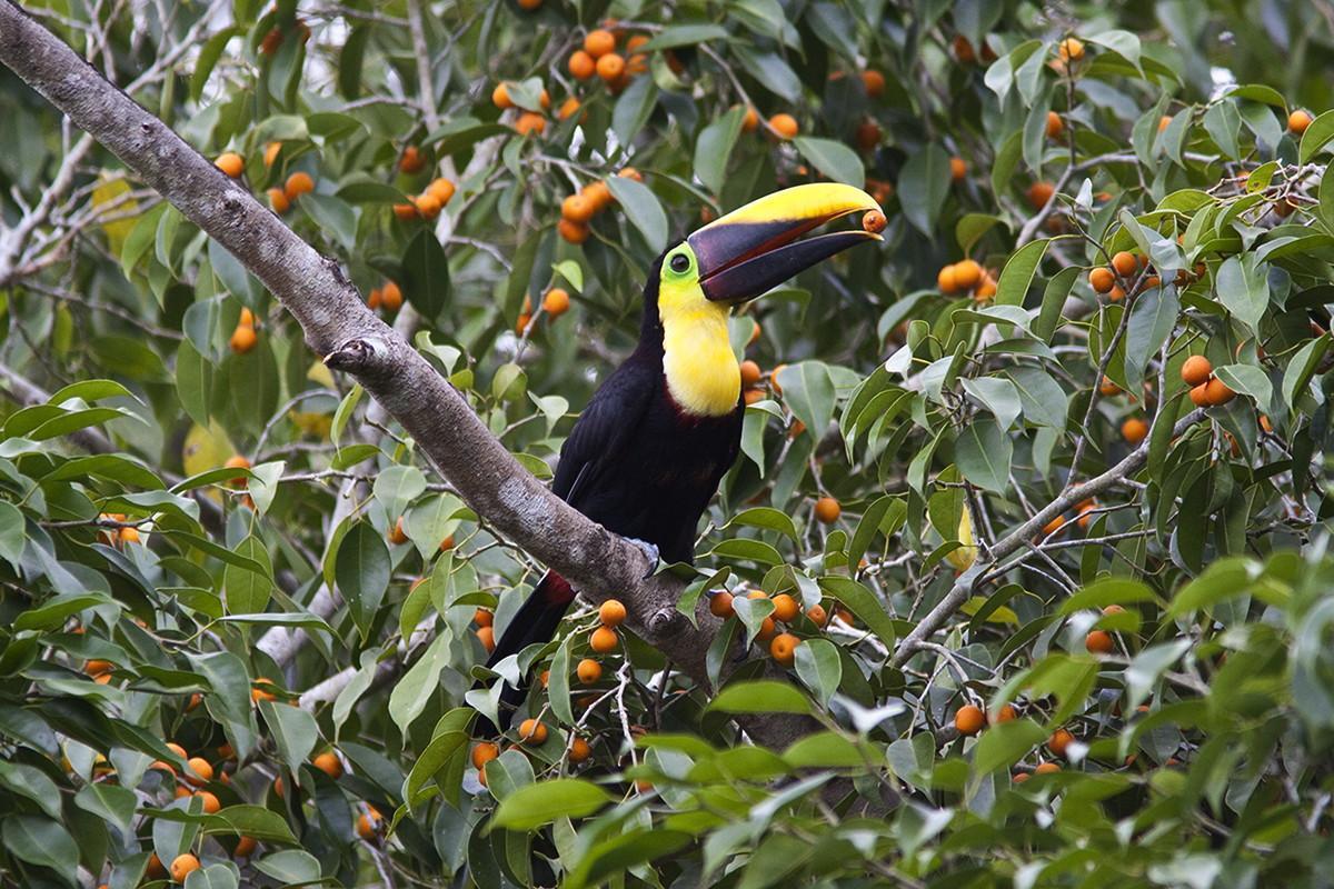 Yellow-throated Toucan Photo by Eric Liskay