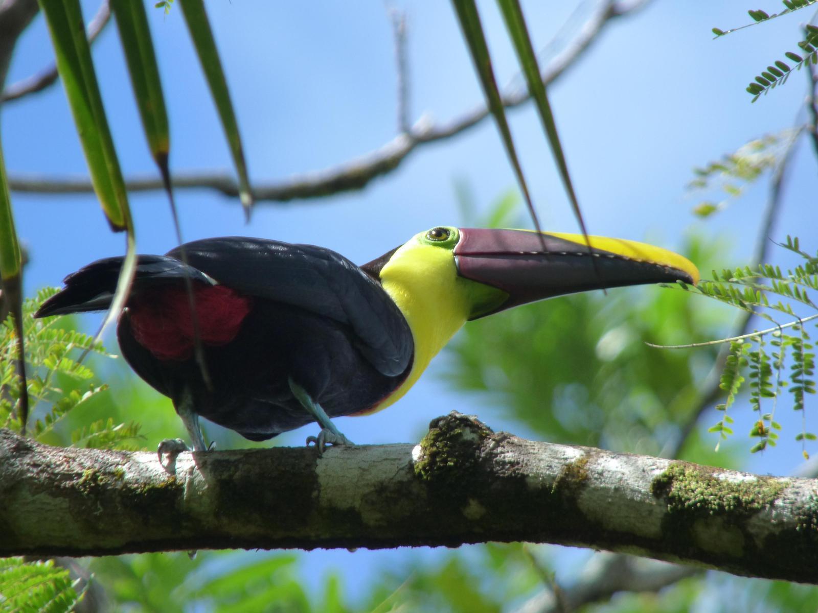 Yellow-throated Toucan Photo by Phil Ryan