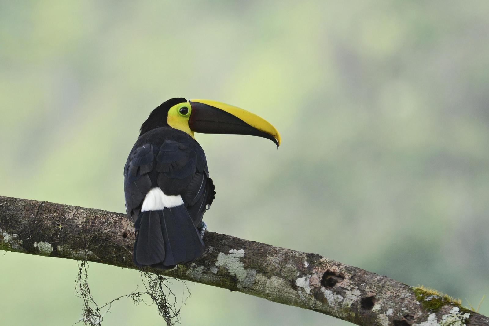 Yellow-throated Toucan Photo by Debra Herst