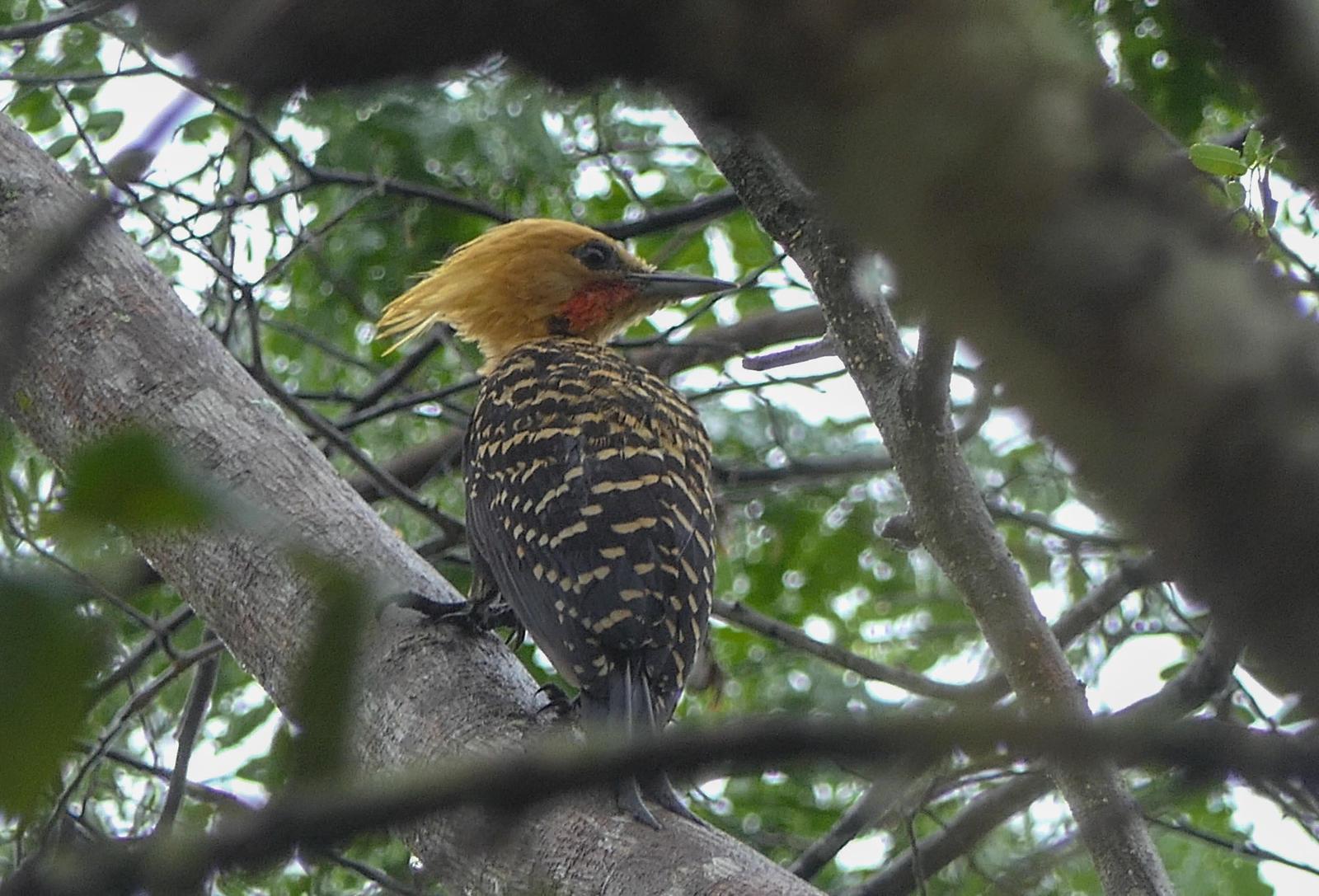Blonde Crested Woodpecker - wide 10