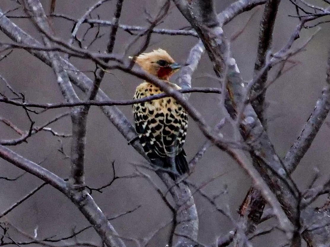 Ochre-backed Woodpecker Photo by Roger Horn