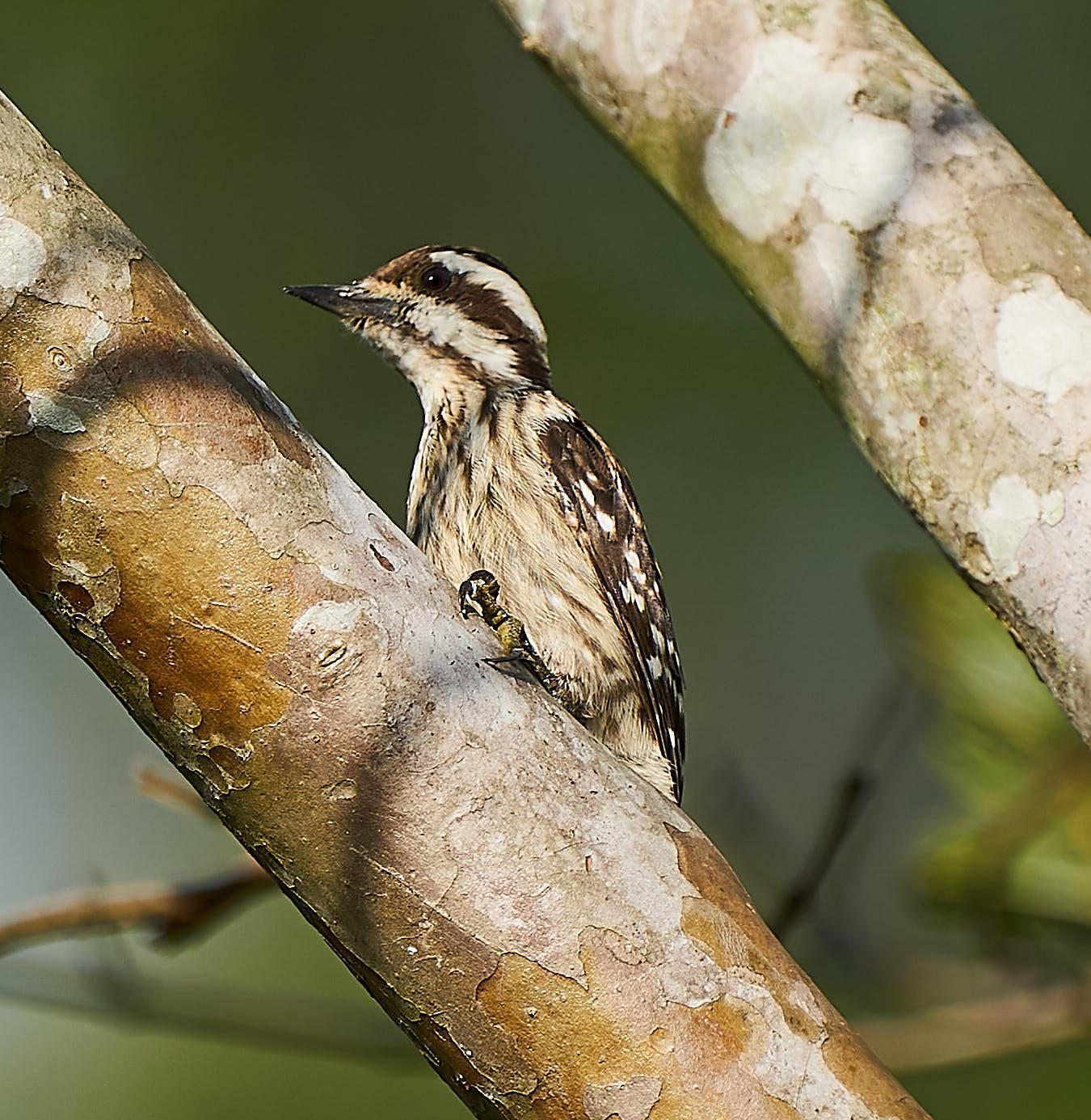Sunda Woodpecker Photo by Steven Cheong