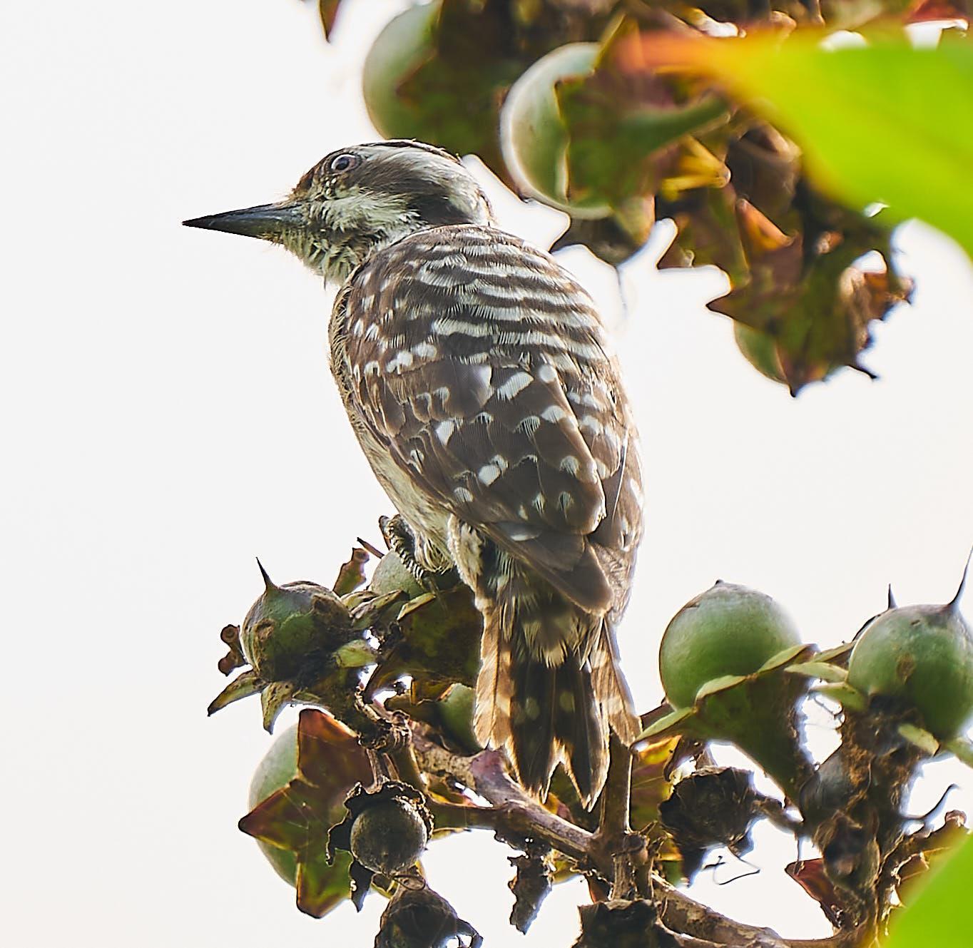 Sunda Woodpecker Photo by Steven Cheong