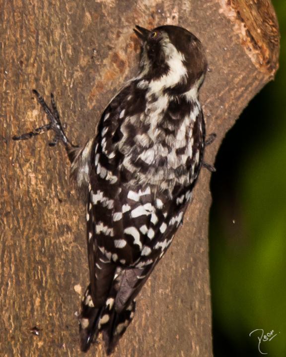 Brown-capped Woodpecker Photo by Rahul Kaushik