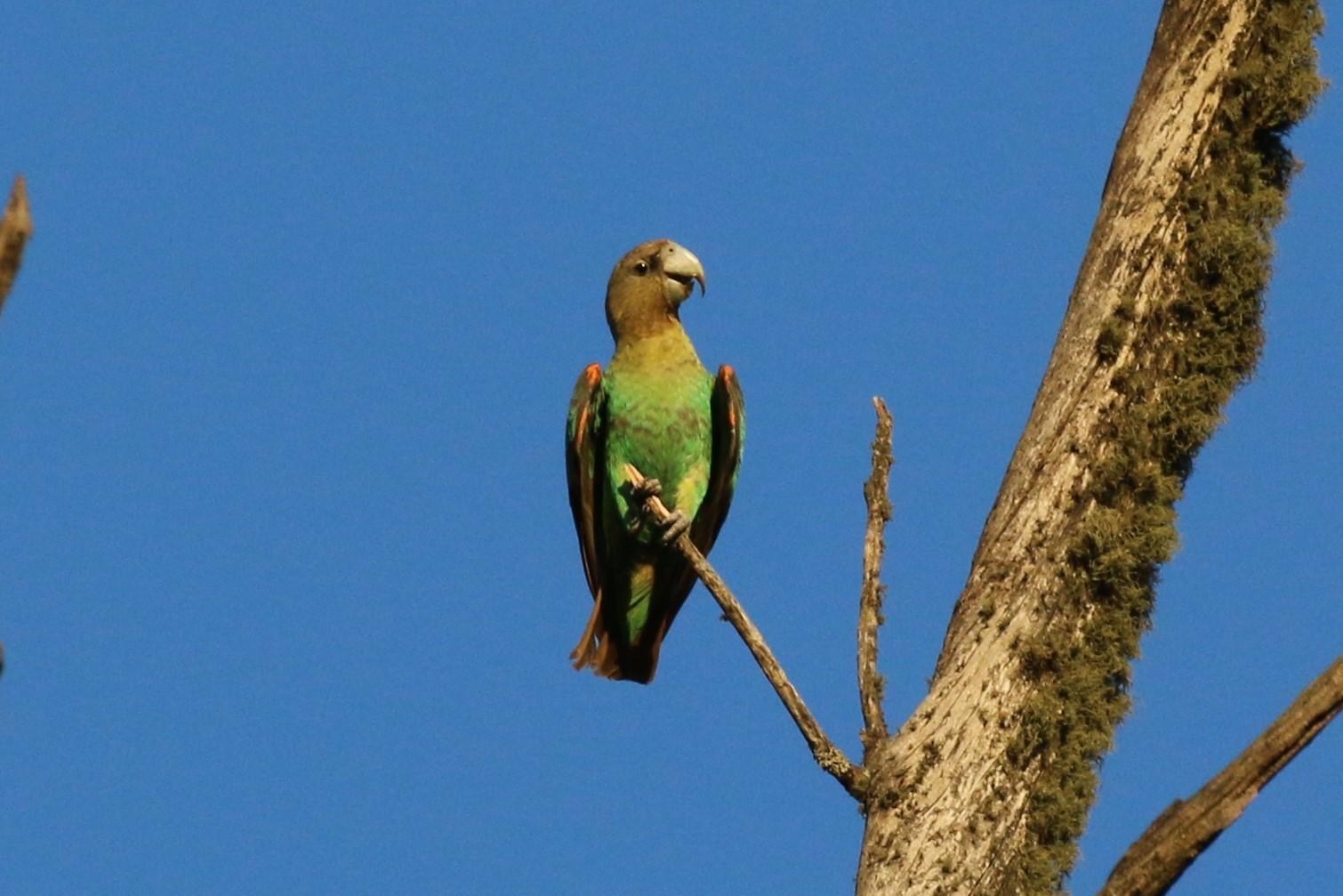 Cape Parrot Photo by Richard Jeffers