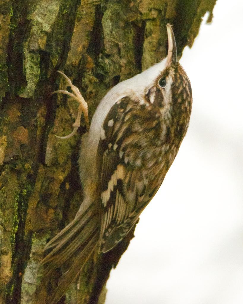 Brown Creeper (occidentalis Group) Photo by Brian Avent