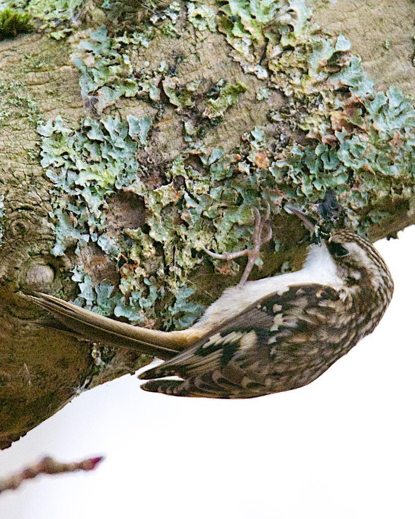 Brown Creeper (occidentalis Group) Photo by Brian Avent