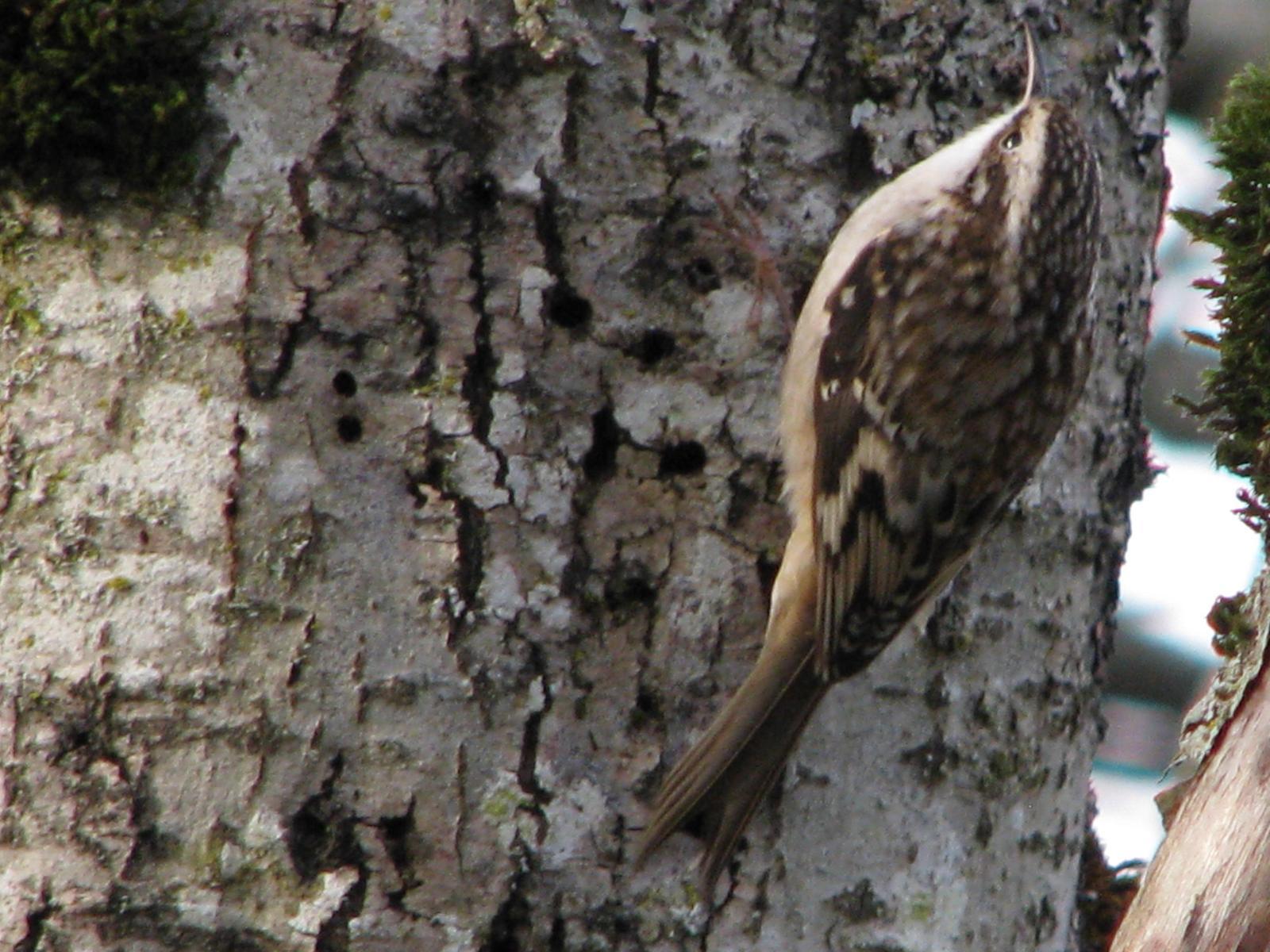 Brown Creeper (occidentalis Group) Photo by Ted Goshulak