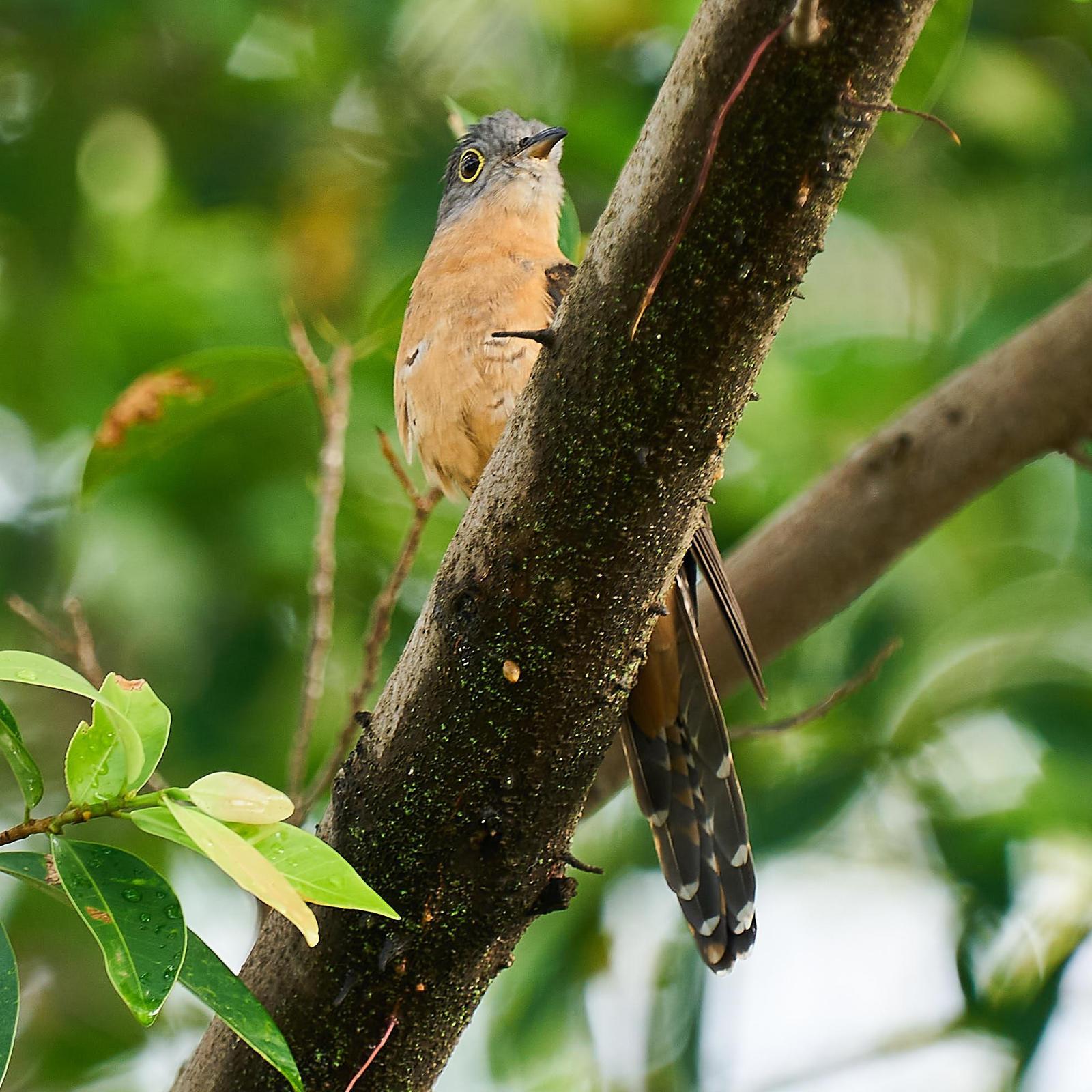 Brush Cuckoo (Rusty-breasted) Photo by Steven Cheong