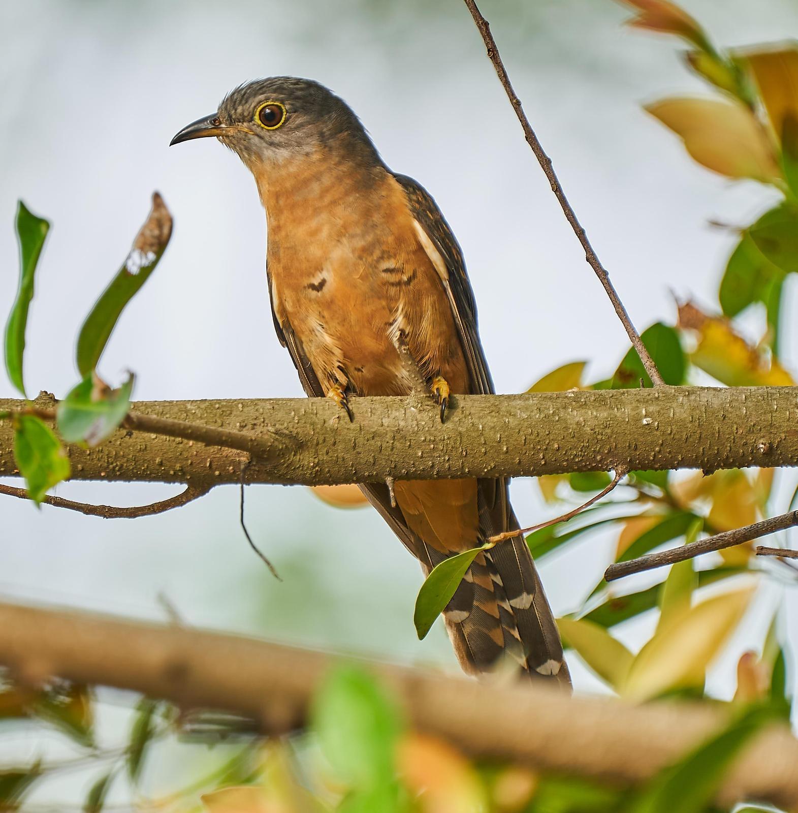 Brush Cuckoo (Rusty-breasted) Photo by Steven Cheong