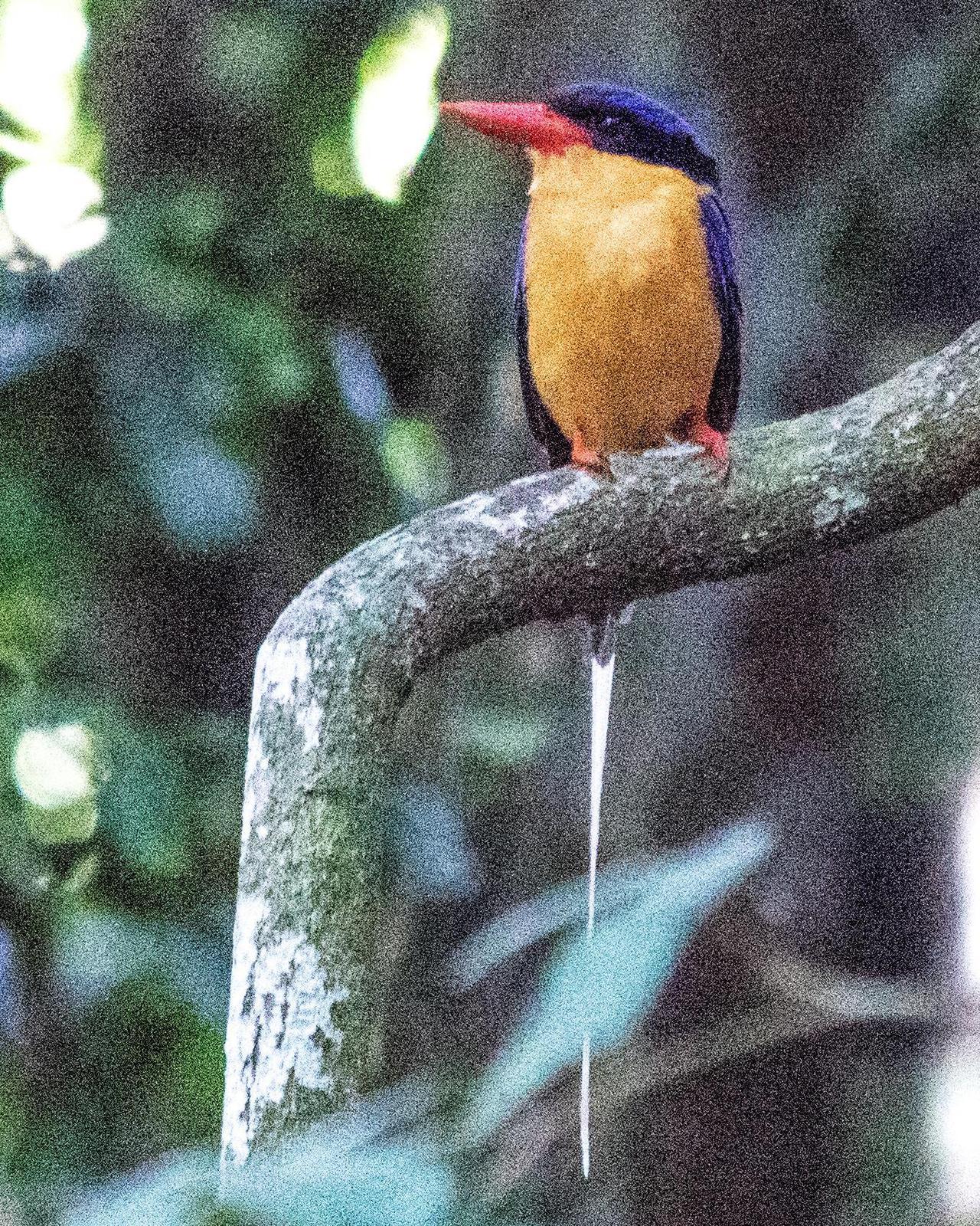 Buff-breasted Paradise-Kingfisher Photo by Mark Baldwin
