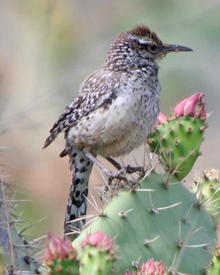 Cactus Wren (affinis Group) Photo by Jamie Chavez