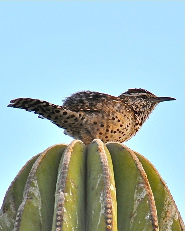 Cactus Wren (affinis Group) Photo by Gerald Friesen