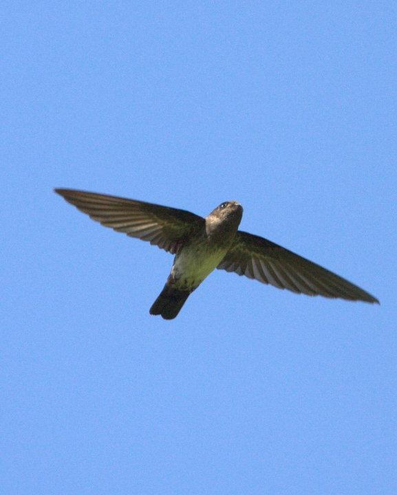 Cave Swiftlet Photo by Mat Gilfedder