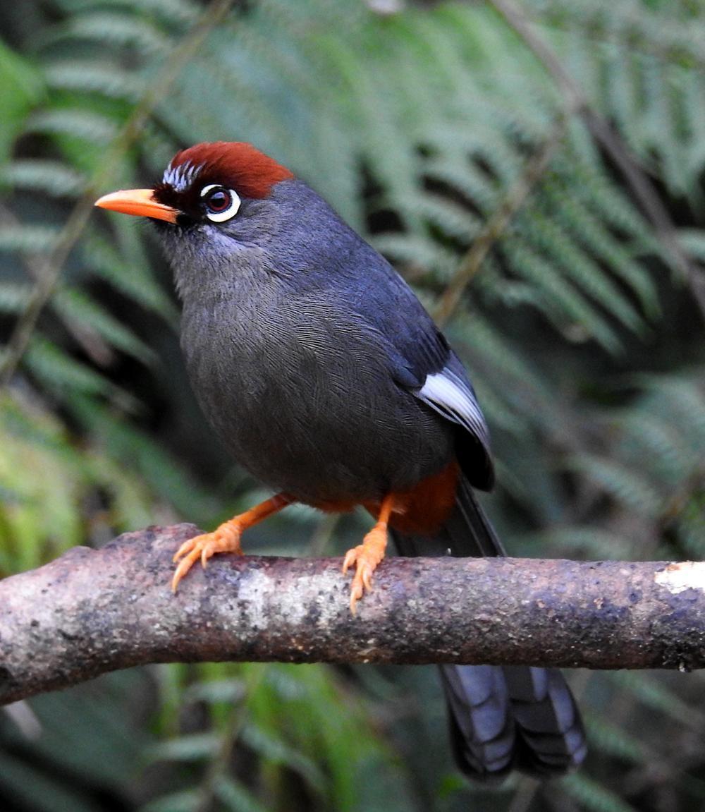 Chestnut-capped Laughingthrush Photo by Roger Harris