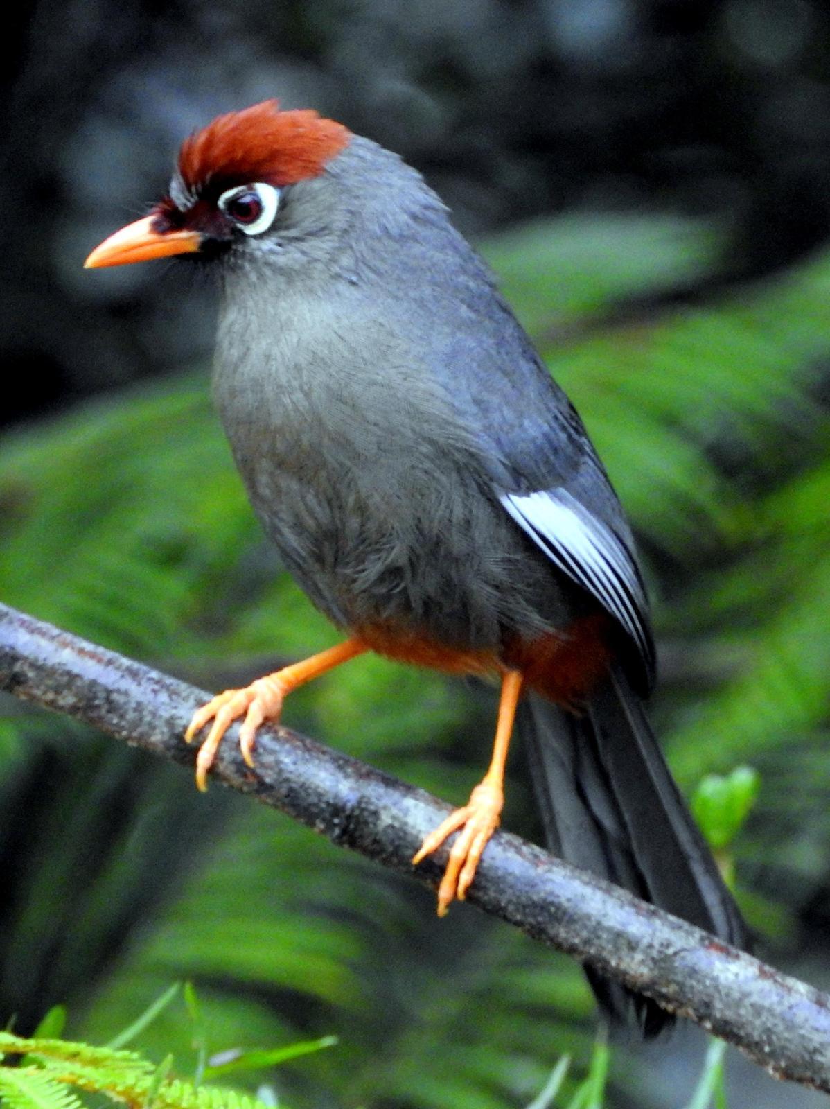 Chestnut-capped Laughingthrush Photo by Todd A. Watkins
