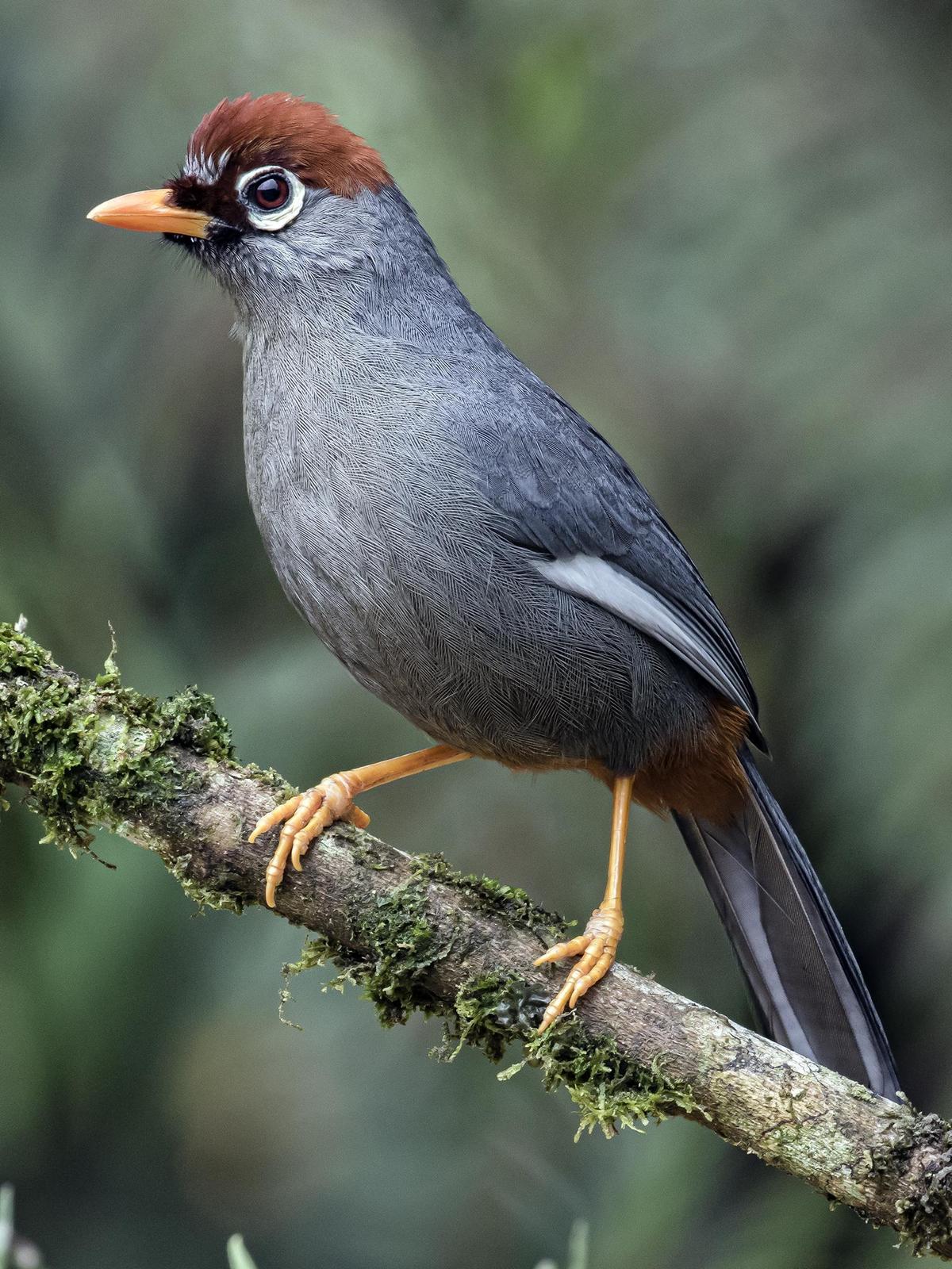 Chestnut-capped Laughingthrush Photo by Michael Phua