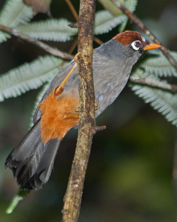 Chestnut-capped Laughingthrush Photo by David Bishop