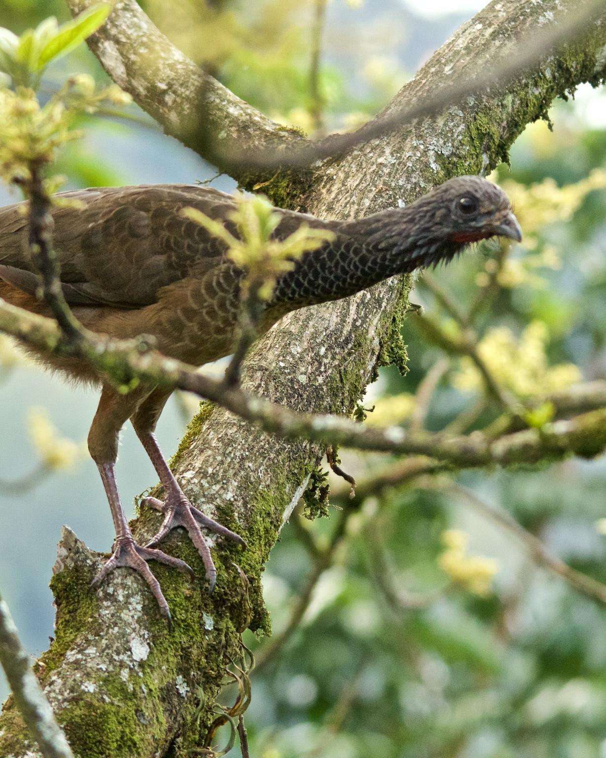 Colombian Chachalaca Photo by Denis Rivard