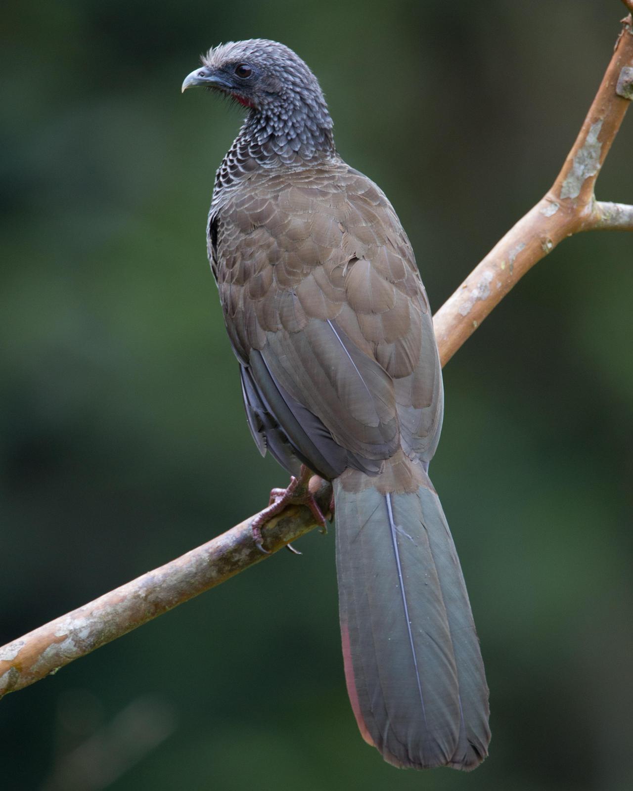 Colombian Chachalaca Photo by Robert Lewis