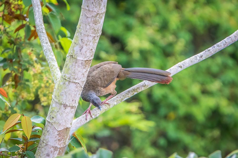 Colombian Chachalaca Photo by Rolf Simonsson