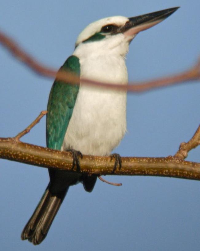 Mariana Kingfisher Photo by Michael L. P. Retter