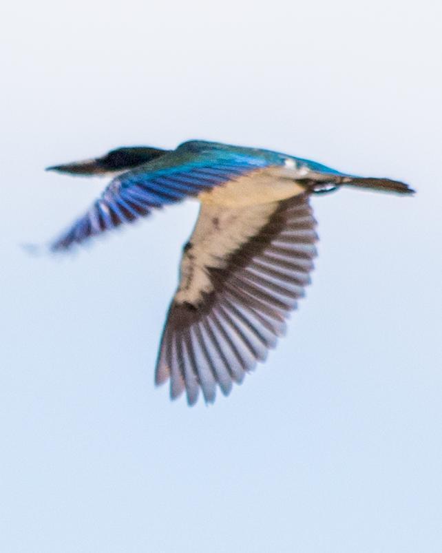 Torresian Kingfisher Photo by Mark Baldwin