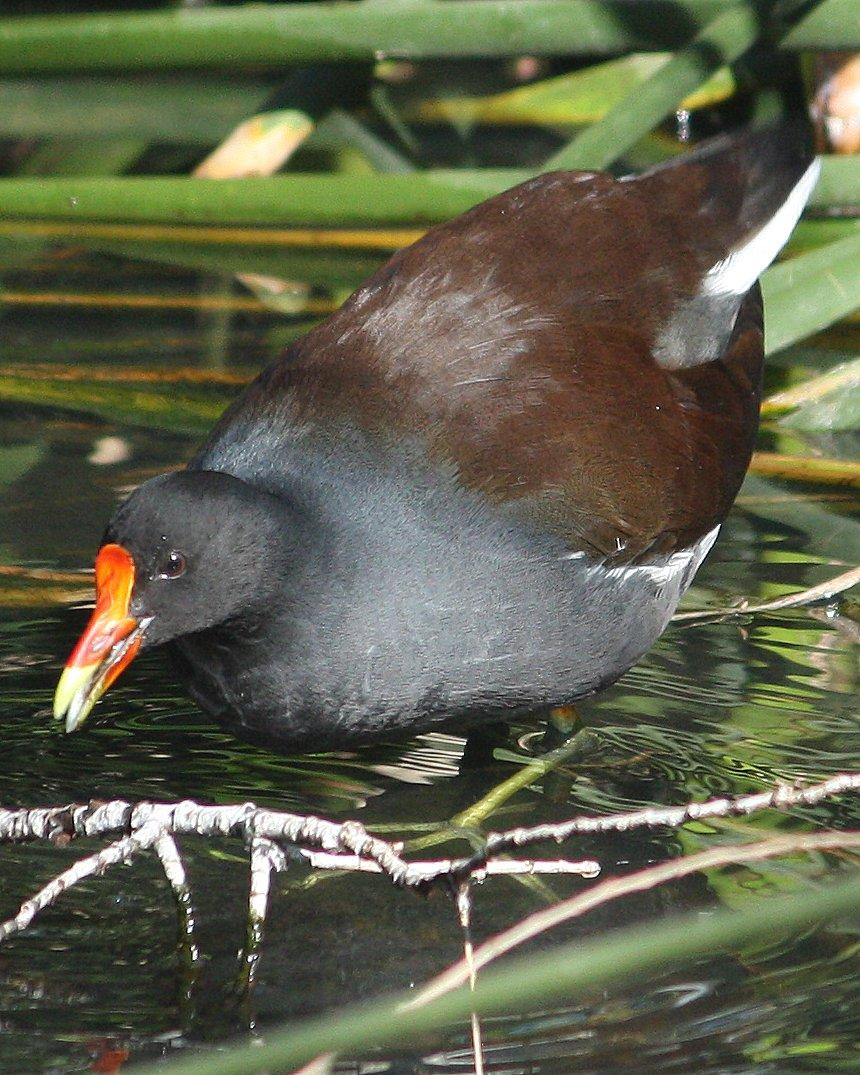 Common Gallinule Photo by Andrew Core