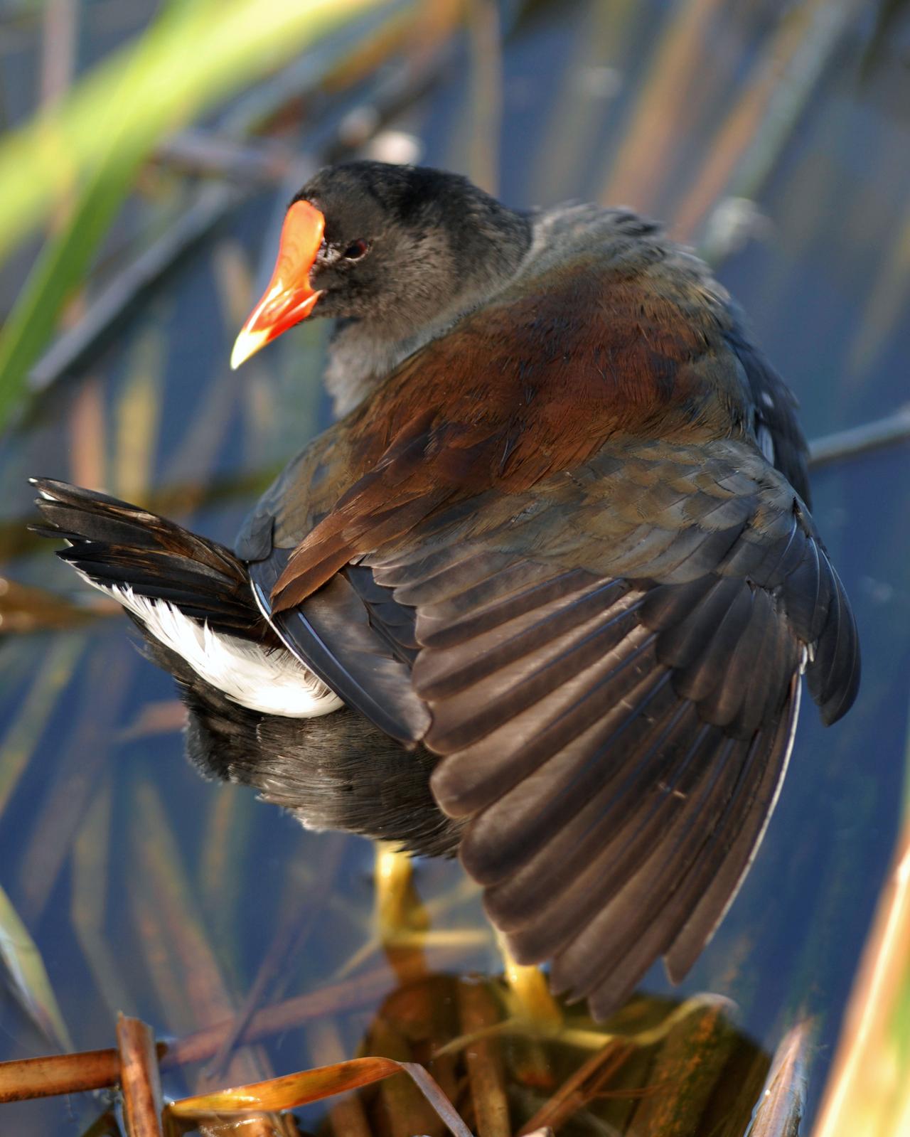 Common Gallinule Photo by David Hollie