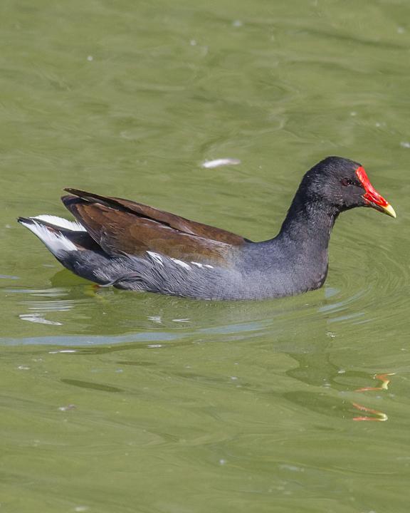 Common Gallinule Photo by Anthony Gliozzo