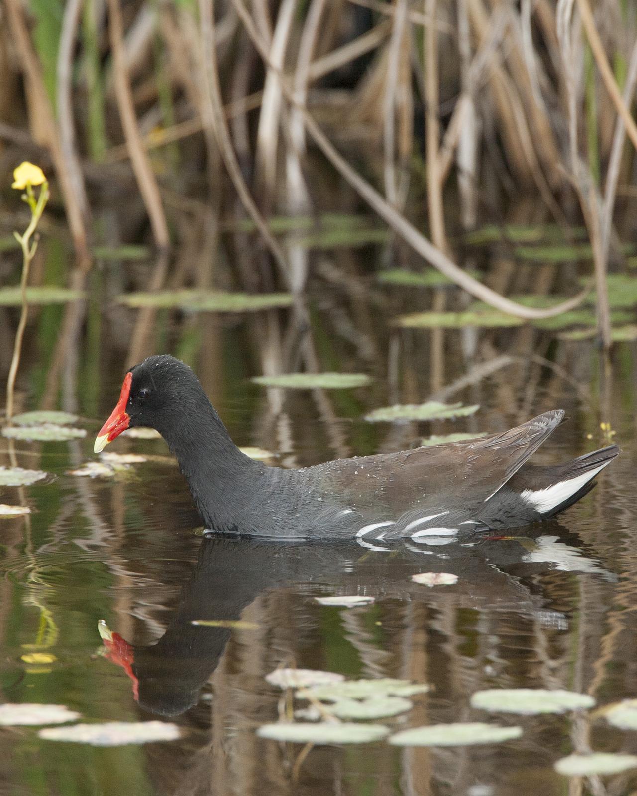 Common Gallinule Photo by Jeff Moore