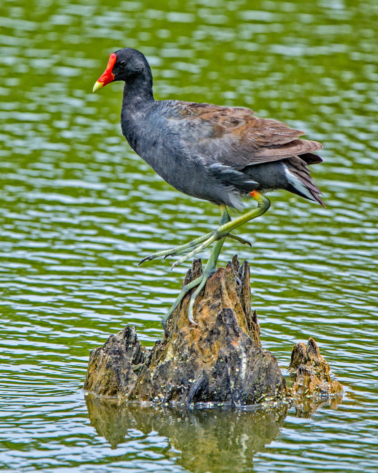 Common Gallinule Photo by JC Knoll