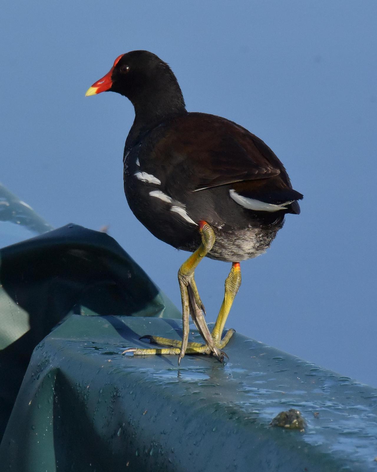 Common Gallinule Photo by Emily Percival