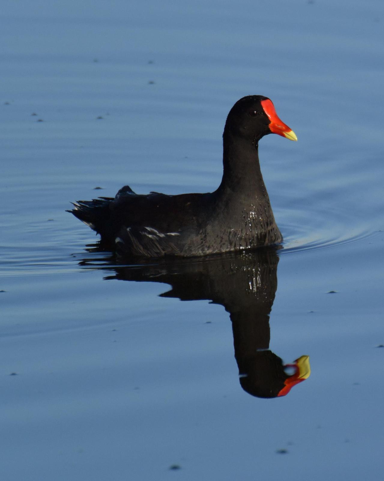 Common Gallinule Photo by Emily Percival