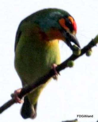 Crimson-fronted Barbet Photo by Frank Gilliland
