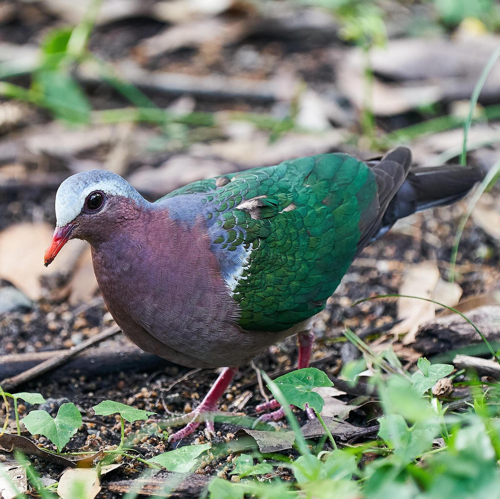 Asian Emerald Dove Photo by Steven Cheong