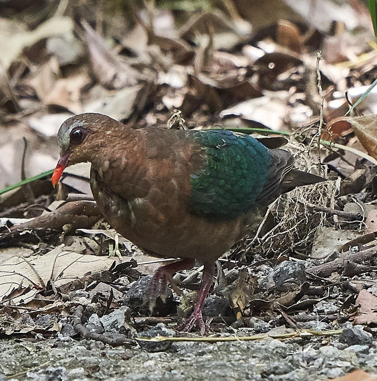 Asian Emerald Dove Photo by Steven Cheong
