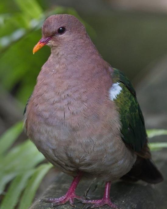 Pacific Emerald Dove Photo by Mat Gilfedder
