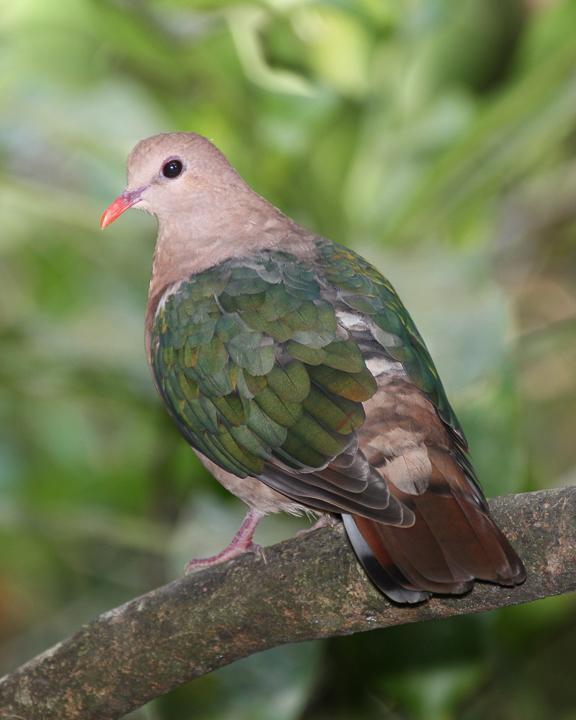 Pacific Emerald Dove Photo by Robert Lewis